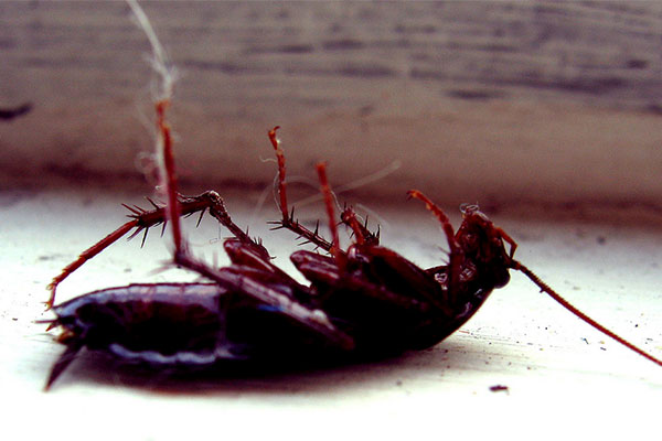 Cockroach Infestation